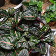 CALATHEA ROSEO PICTA 4.5"