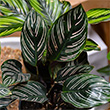 CALATHEA ORNATA 4.5"