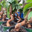 MONEY TREE SERPENT 4"
