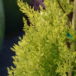 GOLD CYPRESS STANDARD 5" CLAY