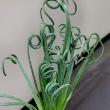 ALBUCA SPIRALIS 4"