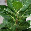 FICUS AUDREY STD 10"