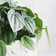 PEPEROMIA RIPPLE 4"
