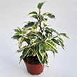 FICUS MOCLAME BRAID 14"