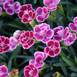DIANTHUS PINK KISSES 4"