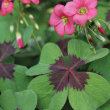 OXALIS IRON CROSS 4"