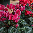 CYCLAMEN FANTASIA 4.5"