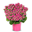 KALANCHOE 4.5"
