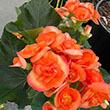 BEGONIA 6"