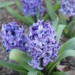 HYACINTH 6"