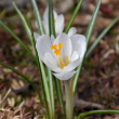 CROCUS 6"