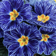 PRIMULA ZEBRA BLUE 4"