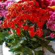 KALANCHOE GLOSS 6"