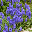 MUSCARI 4"