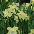 DAFFODIL 6"