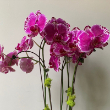 ORCHID PHALAENOPSIS 2.5"