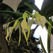 ORCHID BRASSAVOLA 4"