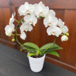 ORCHID INFINITY IN CERAMIC 5"