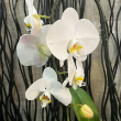 ORCHID ARTISTICA SWAN 5"