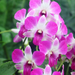 ORCHID DENDROBIUM