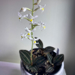 ORCHID JEWEL 2.5"