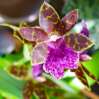 ORCHID EXOTIC 6"