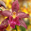 ORCHID EXOTIC 4"