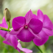 ORCHID GEM 5"