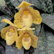 ORCHID PAPHIOPEDILUMS