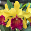 ORCHID CATTLEYA 4"