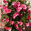 MANDEVILLA BUSH 10"