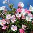 MANDEVILLA BUSH 6"