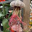 TILLANDSIA JELLY FISH LG