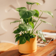 EVERYDAY DAHLIA FOLIAGE