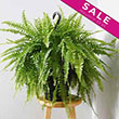 HB FERN BOSTON 10"