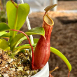 HB NEPENTHES 4"