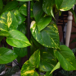 POTHOS GOLDEN HB 6"