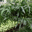 HB FERN KANGAROO PAW 12"