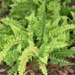 HB FERN TIGER STRIPE 10"