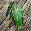 Philodendron billietiae 6"