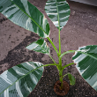 Banana variegated 8"