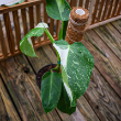 Philodendron 'Jose Buono' 8" TOT
