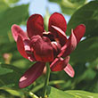 CALYCANTHUS X 'APHRODITE' 3G