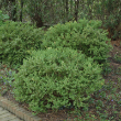 BUXUS MIC 'WINTERGREEN' 3G