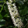 CLETHRA ALN 'VANILLA SPICE' 3G
