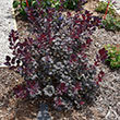 COTINUS COG 'WINECRAFT BLACK 3G