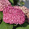 HYDRANGEA A 'MINI MAUVETTE' 3G