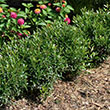 ILEX GLAB 'GEM BOX' 3G