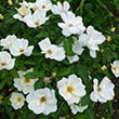 ROSA 'KNOCK OUT WHITE' 3G