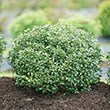 ILEX GLAB 'STRONGBOX' 3G